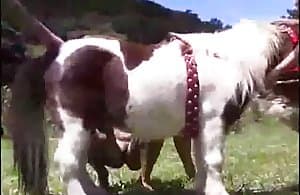 Pony ngạc nhiên quái xxx